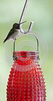 Ruby-throated Hummingbird (Archilochus colubris)