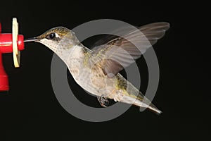 Ruby-throated Hummingbird archilochus colubris