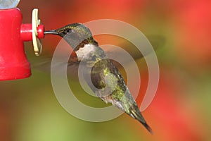 Ruby-throated Hummingbird archilochus colubris