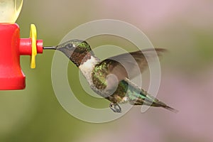 Ruby-throated Hummingbird archilochus colubris