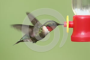 Ruby-throated Hummingbird archilochus colubris