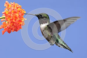 Ruby-throated Hummingbird (archilochus colubris) photo