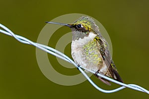 Ruby throated hummingbird Archilochus colubris