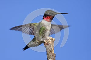 Ruby-throated Hummingbird & x28;archilochus colubris& x29;