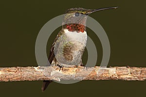 Ruby-throated Hummingbird archilochus colubris