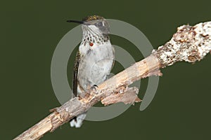 Ruby-throated Hummingbird archilochus colubris