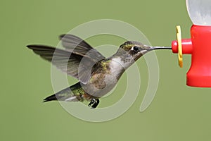 Ruby-throated Hummingbird archilochus colubris