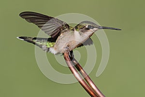 Ruby-throated Hummingbird archilochus colubris