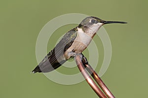 Ruby-throated Hummingbird archilochus colubris