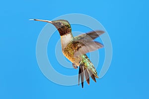 Ruby-throated Hummingbird archilochus colubris