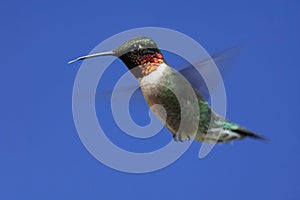 Ruby-throated Hummingbird (archilochus colubris)