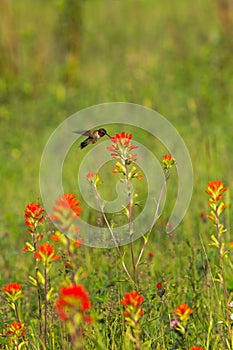 Ruby-throated Hummingbird Archilochus colubris Feeds on Castilleja Wildflower Summer