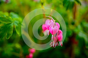 Ruby throated hummingbird ,archilochus colubris