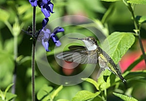 Ruby-throated Hummingbird Archilochus colubris in flight, Canada