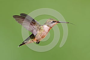 Ruby-throated Hummingbird (archilochus colubris) photo