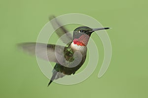 Ruby-throated Hummingbird archilochus colubris photo