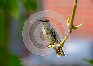 Ruby-throated Hummingbird - .Archilochus colubris - with his tongue out