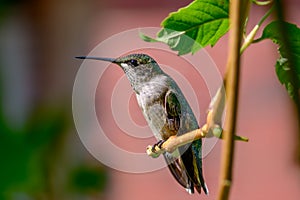 Ruby-throated Hummingbird - .Archilochus colubris - with his tongue out