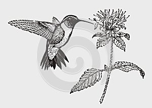 Ruby-throated hummingbird archilochus colubris hovering in front of a flower blossom