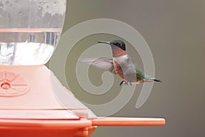 Ruby-throated Hummingbird (Archilochus colubris) Hovering Next t