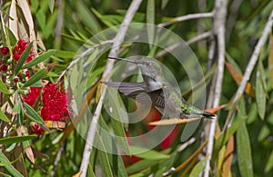 Ruby-throated Hummingbird Archilochus colubris male on Weeping bottle brush Callistemon viminalis