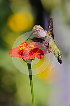 Ruby-throated hummingbird (Archilochus colubris) perched on a vibrant flower