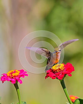 Ruby-throated hummingbird (Archilochus colubris) perched on a vibrant flower