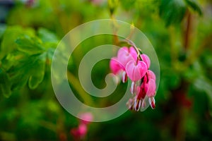 Ruby throated hummingbird ,archilochus colubris