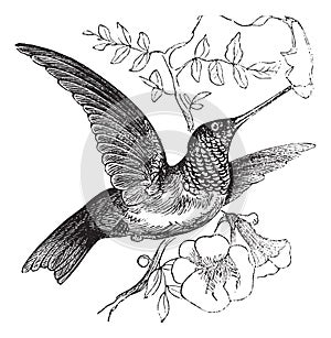 Ruby-throated Hummingbird or Archilochus colubris vintage engraving