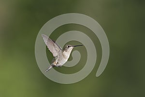 Hummingbird wandering through the garden photo