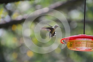 Ruby-throated hummingbird and Bald-faced Hornet - Archilochus colubris - Dolichovespula maculata