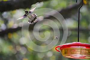 Ruby-throated hummingbird and Bald-faced Hornet in Flight - Archilochus colubris - Dolichovespula maculata