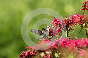 Ruby-throated hummingbird at the Bee Balm