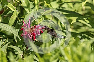 Ruby-throated hummingbird at the Bee Balm