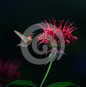 Ruby-throated Hummingbird on Bee Balm