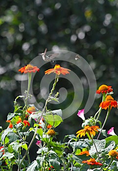 Ruby-throated hummingbird and Bumblebee in flight above Mexican Sunflower - Archilochus colubris - Bombus