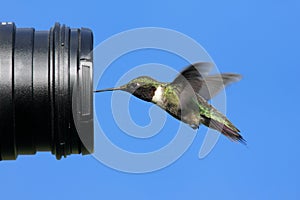 Ruby-throated Hummingbird With A Camera