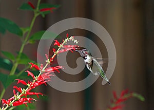 Ruby Throated hummingbird drinking nectar from pineapple sage flowers