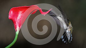 A Ruby-Throated Hummingbird Drinks a Drop of Nectar From a Red Cala-Lilly in Oklahoma