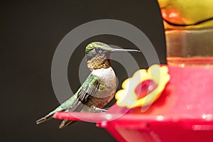 Ruby-throated hummingbird at the feeder