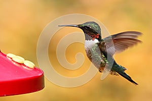 Ruby-throated Hummingbird At A Feeder