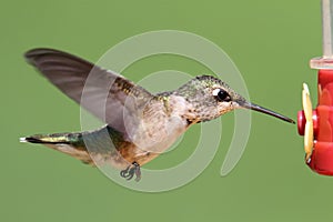 Ruby-throated Hummingbird At A Feeder