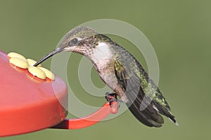 Ruby-throated Hummingbird At A Feeder