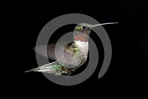 Ruby-throated Hummingbird At A Feeder