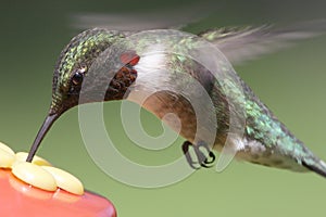 Ruby-throated Hummingbird At A Feeder