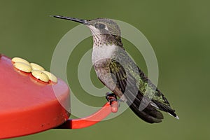 Ruby-throated Hummingbird At A Feeder