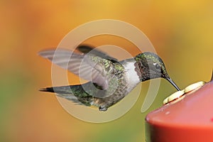 Ruby-throated Hummingbird At A Feeder