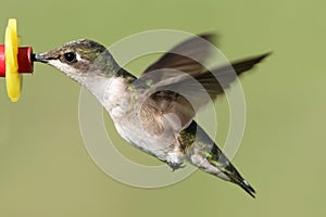 Ruby-throated Hummingbird At A Feeder