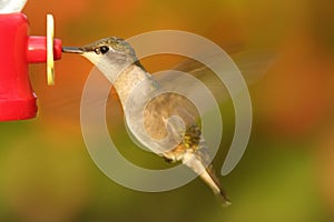 Ruby-throated Hummingbird At A Feeder