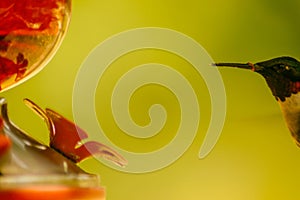 Ruby-throated hummingbird feeding